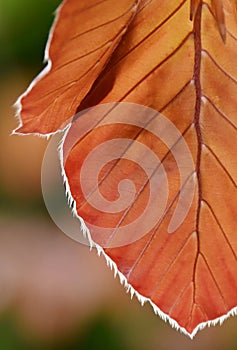 Red Beech tree leaves