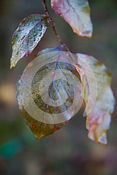 Red Beech tree leaves