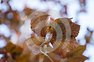 Red Beech tree leaves