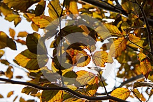 Red Beech tree leaves