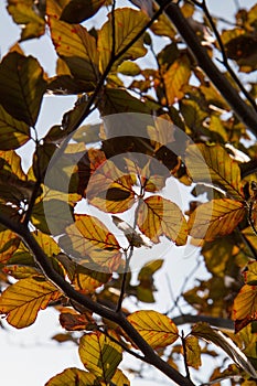 Red Beech tree leaves