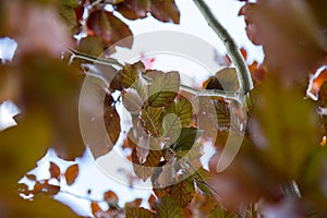 Red Beech tree leaves