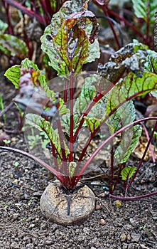 Red beet in a garden with leaves. The concept of healthy eco food and a rich autumn harvest