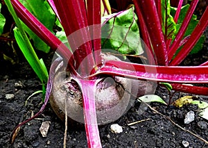 Red beet in the ground. Vegetable garden. Cultivated plants