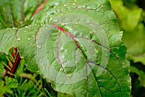 Red beet plant leaf with drips beta vulgaris