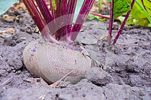 Red beet root with leaves growing in the ground