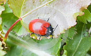 Red Beetle