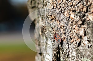 Red beetle with black ornament on bark of tree
