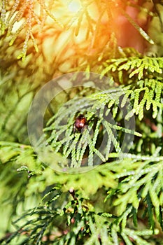 Red beetle on the branches illuminated by sunlight.