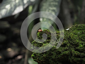 Red beetle bug walking on a rock that coverd in green fungus and moss. Selected focus