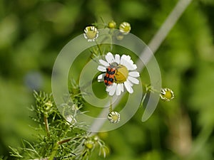 Red beetle on chamomille flower