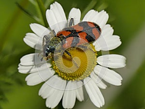 Red beetle on chamomille flower photo