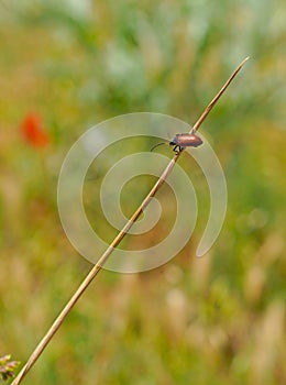 Red beetle crawling on a plant