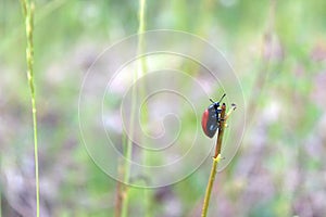 Red beetle crawling on a plant, Lilioceris cheni, also know as air potato leaf beetle. Photo