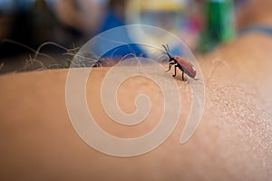 Red beetle crawls over a human arm