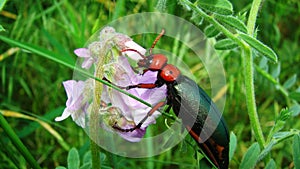 Red beetle is eating flower petals