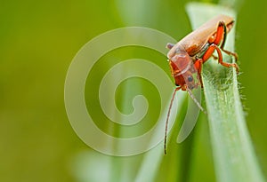Red beetle on the grass