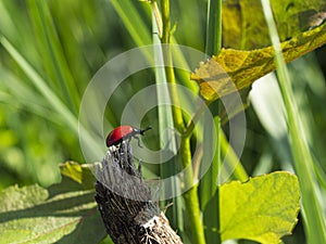 Red beetle in the green meadow