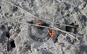 Red beetle on the ground in sunny April day