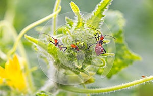 Red beetle insect on leaf