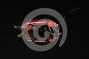 Red beetle isolated on black with reflection