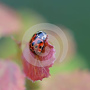 Red beetle of ladybug sits on leaf