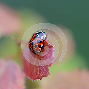 Red beetle of ladybug sits on leaf photo