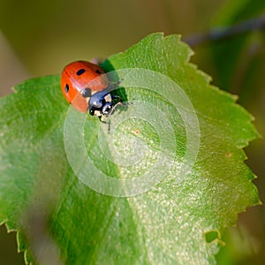 Red beetle of ladybug sits on leaf