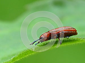 Red Beetle On Leaf 1