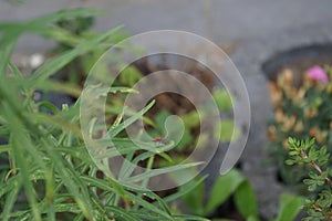 The red beetle Lilioceris lilii sits on a leaf of Lilium regale \'Album\' in July. Berlin, Germany