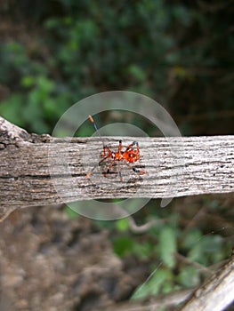 Red beetle with long antennae on tree branch in Swaziland
