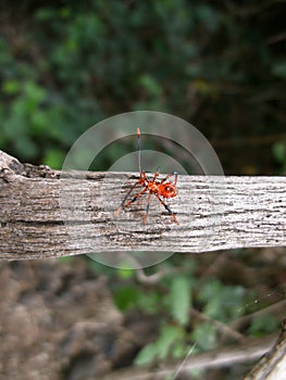 Red beetle with long antennae on tree branch in Swaziland