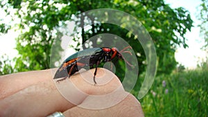 Red beetle on my hand