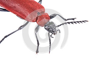 Red beetle
