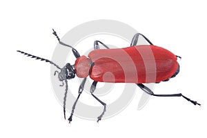 Red beetle