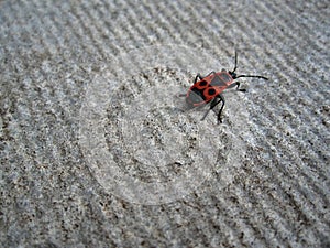Red beetle pyrrhocoris apterus