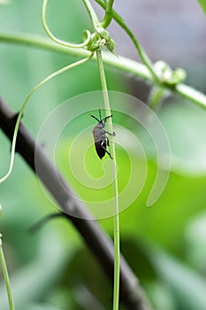 A red beetle resting on a green vegetable root