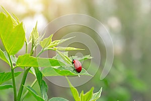 Red beetle sits on a leaf of a bush