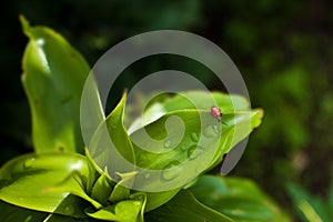 Red beetle sits on a green leaf.