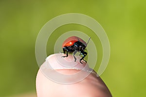 Red beetle sitting on a finger tip