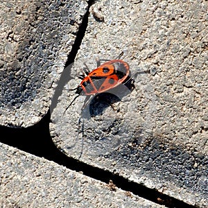 Red beetle soldier crawls on gray concrete