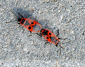 Red beetle soldier crawls on gray concrete