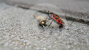 Red beetle beetle soldier.