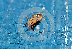 Red beetle soldier on a wooden surface closeup