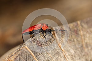 Red beetle on the told tree trunk