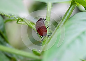 Red beetle walking on a green vegetable branch close up