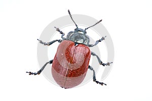 Red beetle on white background from family Chrysomelidae