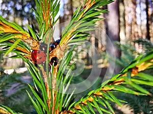 Red Beetles with Babies on a Pine Tree