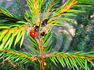 Red Beetles with Babies on a Pine Tree