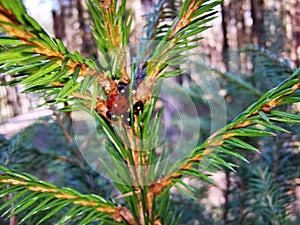 Red Beetles with Babies on a Pine Tree